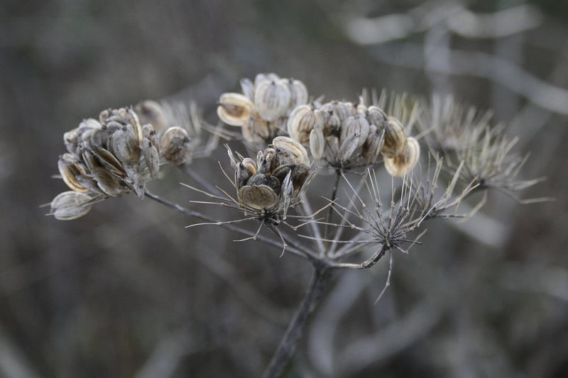 Spellbinding Botany