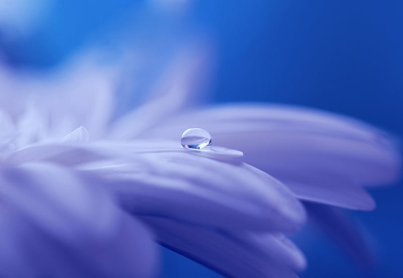 Mystical Flora