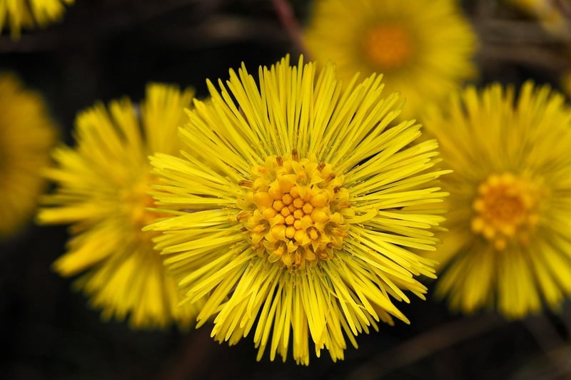 Herbal Witchcraft