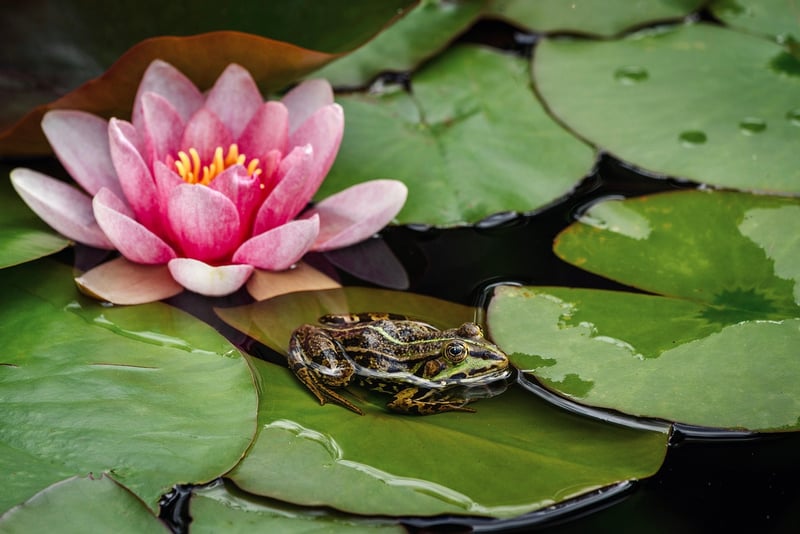 Water Lily